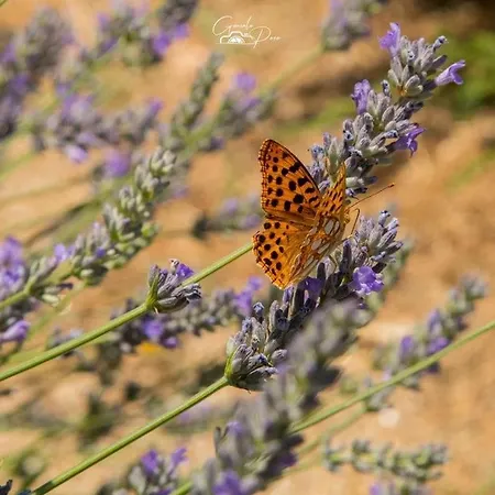 Dona Irene Al 만테이가스