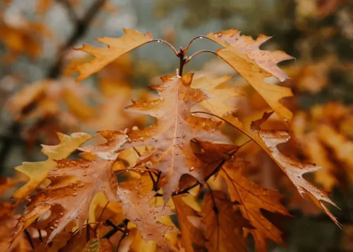 Dona Irene Al Апартаменты Мантейгас