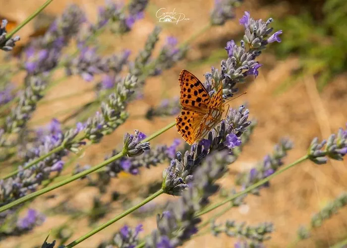 Dona Irene Al Мантейгас