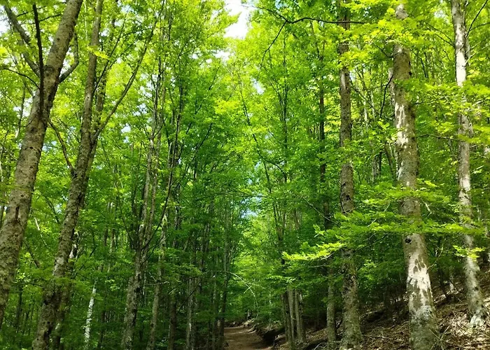 Dona Irene Al Апартаменты